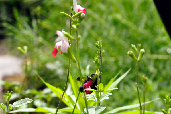 Salvia Hot Lips flower and a bee